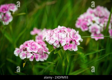 Dolce Guglielmo, Rosa barbuto (Dianthus barbatus) Foto Stock