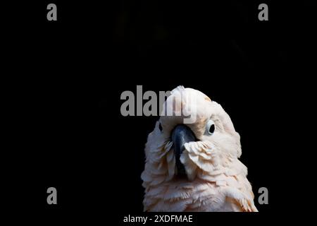 Cockatoo crestato al salmone su sfondo nero Foto Stock