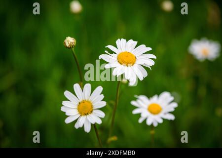 Margherita, margherita comune (Leucanthemum vulgare) Foto Stock