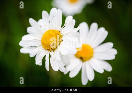 Margherita, margherita comune (Leucanthemum vulgare) Foto Stock