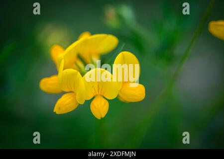 Telo per piede di uccello comune, ciabattine per bambini (Lotus corniculatus) Foto Stock