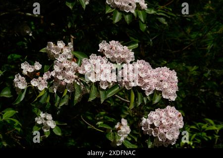 Un alloro di montagna (Kalmia latifolia) che cresce nella foresta presso il sito storico Carl Sandburg Home di Flat Rock, North Carolina. Foto Stock