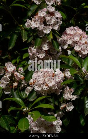 Un alloro di montagna (Kalmia latifolia) che cresce nella foresta presso il sito storico Carl Sandburg Home di Flat Rock, North Carolina. Foto Stock