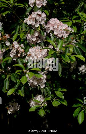 Un alloro di montagna (Kalmia latifolia) che cresce nella foresta presso il sito storico Carl Sandburg Home di Flat Rock, North Carolina. Foto Stock