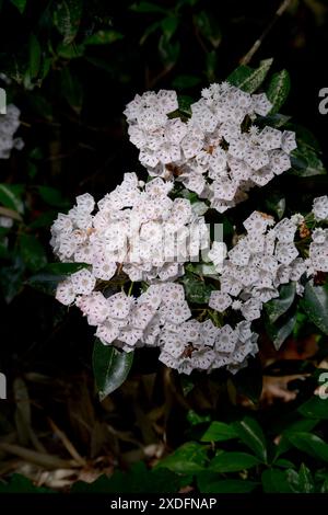 Un alloro di montagna (Kalmia latifolia) che cresce nella foresta presso il sito storico Carl Sandburg Home di Flat Rock, North Carolina. Foto Stock