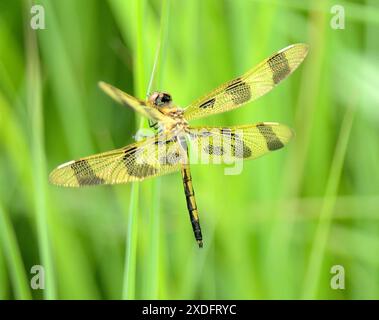 Halloween Pennant Dragonfly (Celithemis eponina) Foto Stock