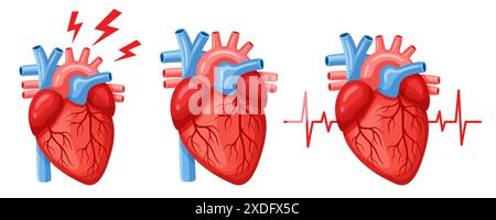 Cuore umano organo interno, anatomia muscolare cardiaca, cuore, medicina cardiologica, battito cardiaco. Malattie cardiovascolari. Sistema sanguigno corporeo. Vettore Illustrazione Vettoriale