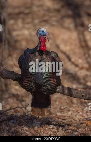 Tom turkey in una serata di marzo nel Wisconsin settentrionale. Foto Stock