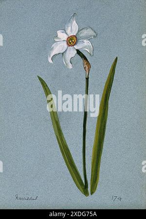 Un delicato dipinto ad acquerello di un narciso narciso fiorito. Il fiore è raffigurato in piena fioritura, con i suoi petali bianchi e il centro giallo. Lo stelo è sottile e grazioso, con due lunghe foglie verdi. Il dipinto viene eseguito con grande dettaglio e precisione, catturando la bellezza e la fragilità di questo fiore primaverile. Foto Stock