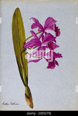 Questo squisito dipinto ad acquerello cattura la bellezza di un'orchidea Cattleya Boothiana in piena fioritura. L'artista interpreta sapientemente le vivaci tonalità rosa e viola dei delicati petali, mettendo in risalto i dettagli intricati del fiore. Il gambo singolo, adornato da una singola foglia, si distingue su un morbido sfondo grigio, creando un senso di tranquillità. Foto Stock