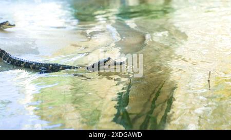 Alligatori giovani che nuotano in una fattoria di gatori della Florida di varie dimensioni. Foto Stock