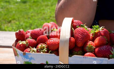 Cestino completo con fragole rosse fresche dopo la raccolta a terra in un allevamento biologico di fragole. Fragole pronte per l'esportazione. Agricoltura ed ecologia Foto Stock