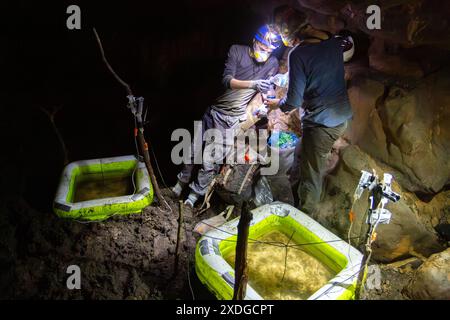 Gli scienziati di biologia raccolgono campioni di vita formano l'organismo in una grotta Foto Stock