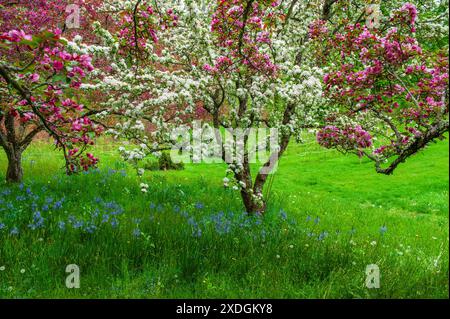 Alberi di Crabapple fioriti in piena fioritura, con vivaci fiori rosa e bianco. Berkshire Botanical Garden, a Stockbridge, Massachusetts. Foto Stock