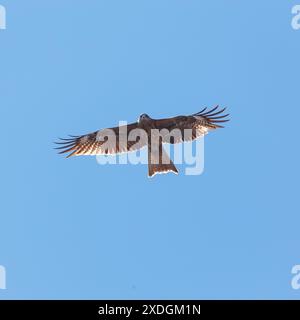Un aquilone rosso ravvicinato svetta nel cielo blu Foto Stock