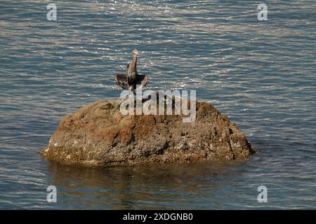 Un grande Heron Blu che spalanca le ali come se stesse facendo lampeggiare il sole su un isolotto roccioso a Victoria, British Columbia, Canada. Foto Stock