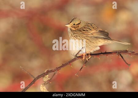 Lincoln's Sparrow sulla diramazione spinosa a Victoria, British Columbia, Canada. Foto Stock