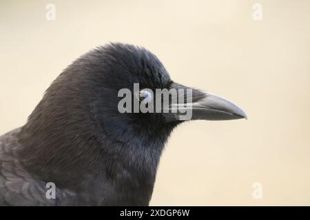 Primo piano di un corvo americano o nordoccidentale che lampeggia la palpebra a membrana nictitante a Victoria, British Columbia, Canada. Foto Stock