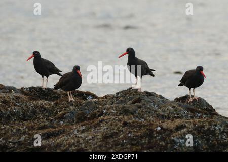 Quattro Black Oystercatcher in piedi su una roccia con l'oceano alle spalle a Victoria, British Columbia, Canada. Foto Stock