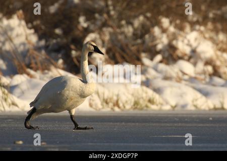 Il trombettista Swan attraversa il lago ghiacciato con sfondo innevato a Victoria, British Columbia, Canada. Foto Stock