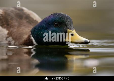 Un'anatra Mallard maschio dal livello dell'acqua a Victoria, Columbia Britannica, Canada. Foto Stock