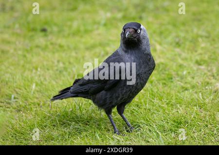 In piedi sull'erba c'è questo bellissimo jackdaw, Coloeus monedula. Guarda avanti con spazio per il testo intorno all'uccello Foto Stock