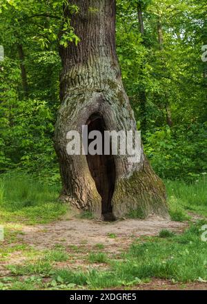 Albero cavo. Un grande albero cavo su uno sfondo di verde fogliame. Funge da nido per gli uccelli e da rifugio per gli animali. Una grande cavità in una t Foto Stock
