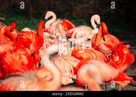 Stormo di fenicotteri in piedi con grazia in acque poco profonde. Gli uccelli sono tutti rosa e hanno il collo lungo. La scena è tranquilla e serena, con gli uccelli Foto Stock