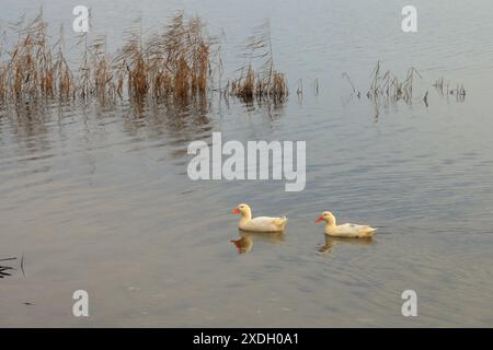 Nella foto ci sono un paio di oche che galleggiano sul fiume. Foto Stock