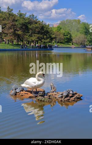 La foto è stata scattata nella città Ucraina di Odessa. Nella foto, un cigno siede su un'isola artificiale circondata da tartarughe nel mezzo di un lago i. Foto Stock