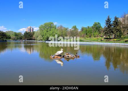 La foto è stata scattata nella città Ucraina di Odessa. Nella foto, un cigno siede su un'isola artificiale circondata da tartarughe nel mezzo di un lago i. Foto Stock