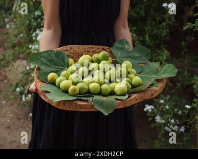 Una donna in abito nero che tiene in mano un vassoio di sughero pieno di fichi verdi maturi in un giardino sardo. Primo piano orizzontale. Foto Stock