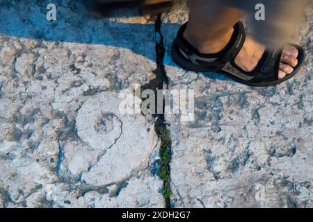 Ammonoidea in pietra pavimentazione della strada nel centro storico di Verona, provincia di Verona, Veneto, Italia © Wojciech Strozyk / Alamy Stock Photo *** L Foto Stock