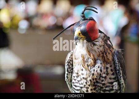 Primo piano ritratto di un falco pellegrino (Falco peregrinus) con cappuccio in pelle Foto Stock