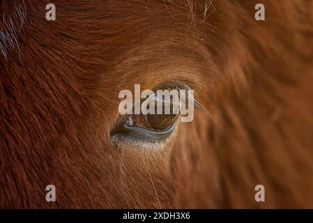 Foto ravvicinata dell'occhio di un cavallo islandese. Foto Stock