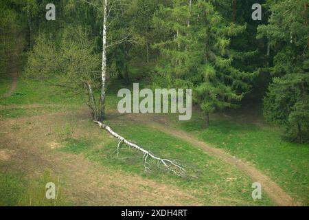 Pericolo di caduta di alberi a causa di uragano o maltempo Foto Stock