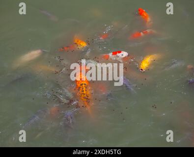 Koi Carp a Wat Nang Sao, Thailandia Foto Stock