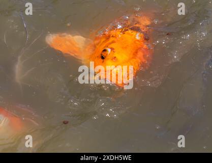 Koi Carp a Wat Nang Sao, Thailandia Foto Stock