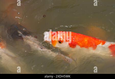 Koi Carp a Wat Nang Sao, Thailandia Foto Stock