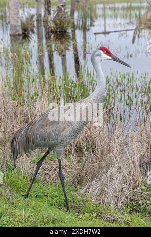 Sandhill Crane, Grus canadensis, allevamento di uccelli adulti nelle zone umide di Viera. Zone umide di Viera, Florida, Stati Uniti Foto Stock