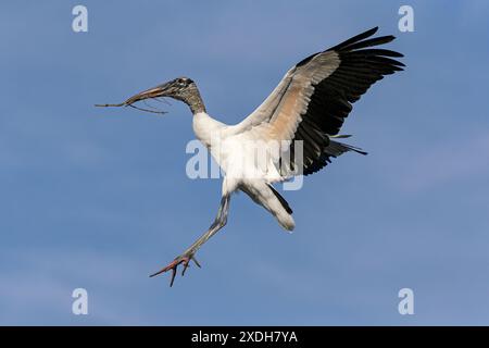 Wood Stork, Mycteria americana, uccello adulto in volo che ritorna al luogo di nidificazione con materiale di nidificazione Florida, USA aprile Foto Stock