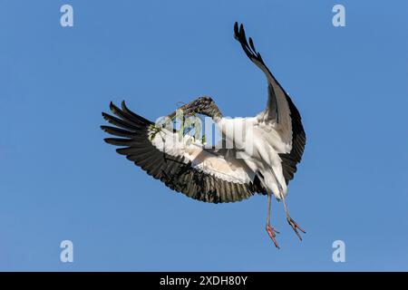 Wood Stork, Mycteria americana, uccello adulto in volo che ritorna al luogo di nidificazione con materiale di nidificazione Florida, USA aprile Foto Stock