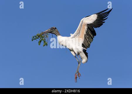 Wood Stork, Mycteria americana, uccello adulto in volo che ritorna al luogo di nidificazione con materiale di nidificazione Florida, USA aprile Foto Stock