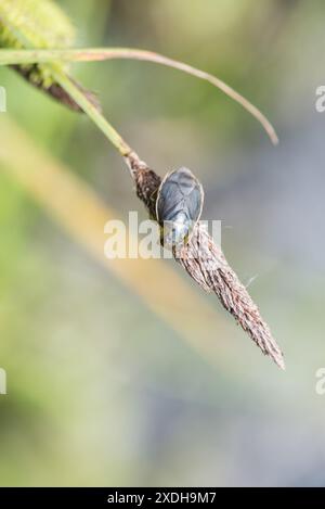 Un boccale (Ilyocoris cimicoides) che sembra piuttosto uno scarabeo subacqueo (e segue lo stesso stile di vita carnivoro) a Herts Foto Stock