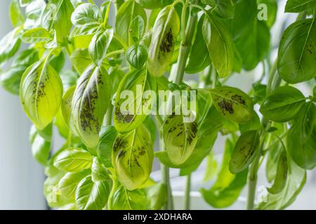 Macchie nere scure/segni sul basilico dolce (Ocimum Basilicum) che mostrano un attacco fungino alle foglie e al fogliame da parte del genere Colletotrichum. REGNO UNITO Foto Stock