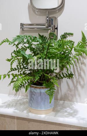 Felce maledetta semi sempreverde (dryopteris affinis) con fronde bipinnatifide che crescono in un vaso vegetale in un bagno di casa, in Inghilterra Foto Stock