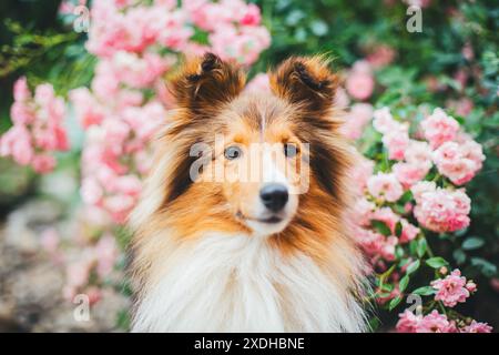 Sheepdog Shetland Foto Stock
