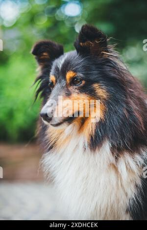 Sheepdog Shetland Foto Stock