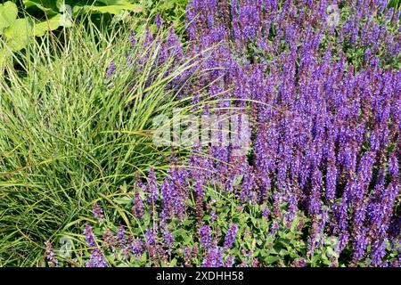 Salvia nemorosa "Blue Field" Fiori piante da giardino piante perenni Maiden Grass Miscanthus "cute One" Foto Stock