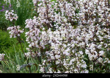 Penstemon digitalis "Huskers Red Superior" Foxglove Beardtongue, Flowers Garden Plant Perennial Beard Tongue Pride of the Mountain Foto Stock